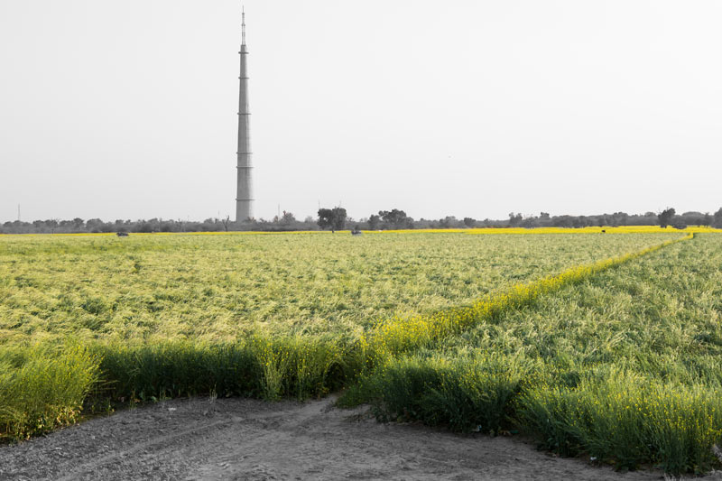 Mustard crop in Bijrasar 'khadin' in Jaisalmer district, Rajasthan, rejuvenated by Chattar Singh Jam, the Water Wizard of Thar Desert